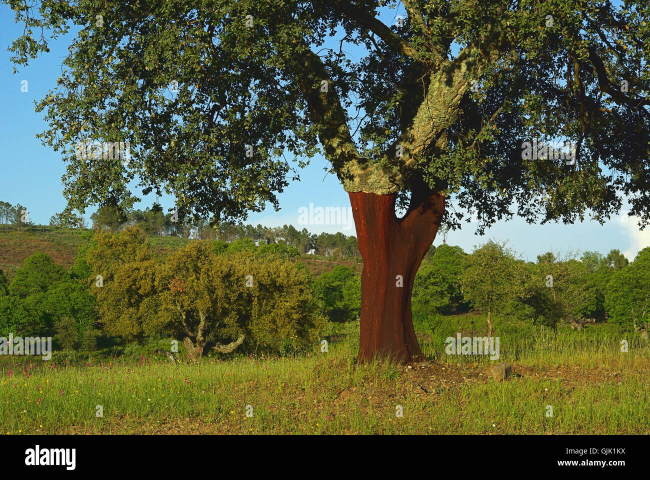 tree spain oak Stock Photo Alamy