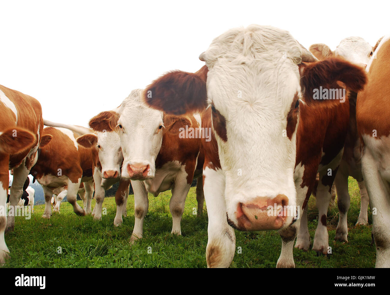 curious cows 2 Stock Photo