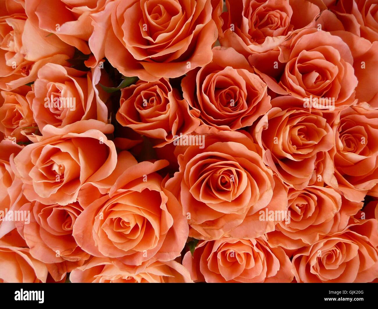 flower rose plant Stock Photo Alamy