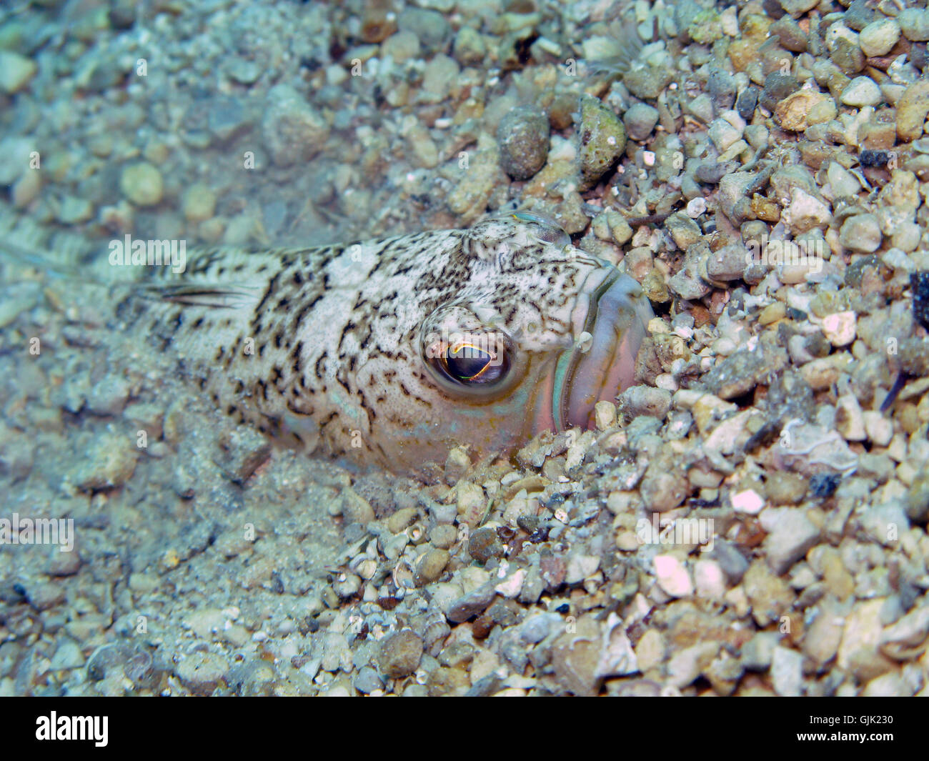 Adder face hi-res stock photography and images - Alamy