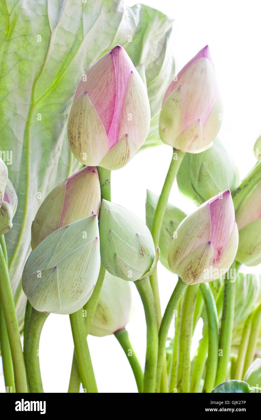 Bud symbol hires stock photography and images Alamy