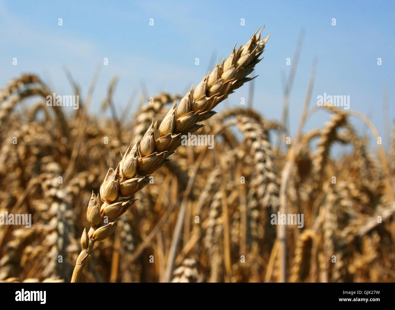 food aliment wheat Stock Photo