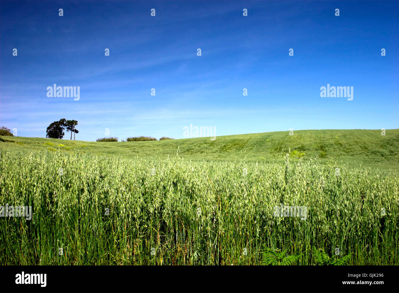 Spring Fields April field spring day Stock Photo - Alamy