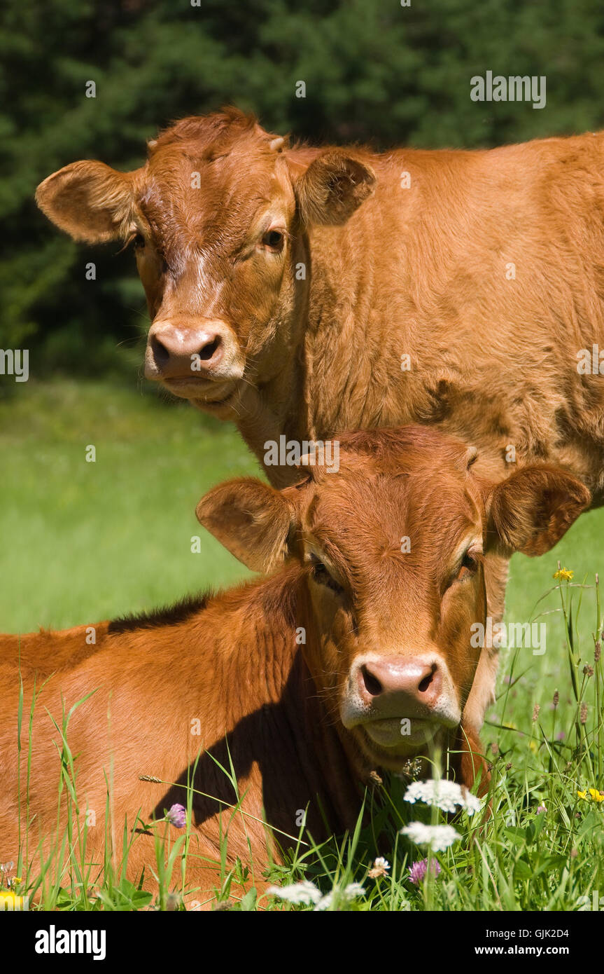 agriculture farming farm animal Stock Photo