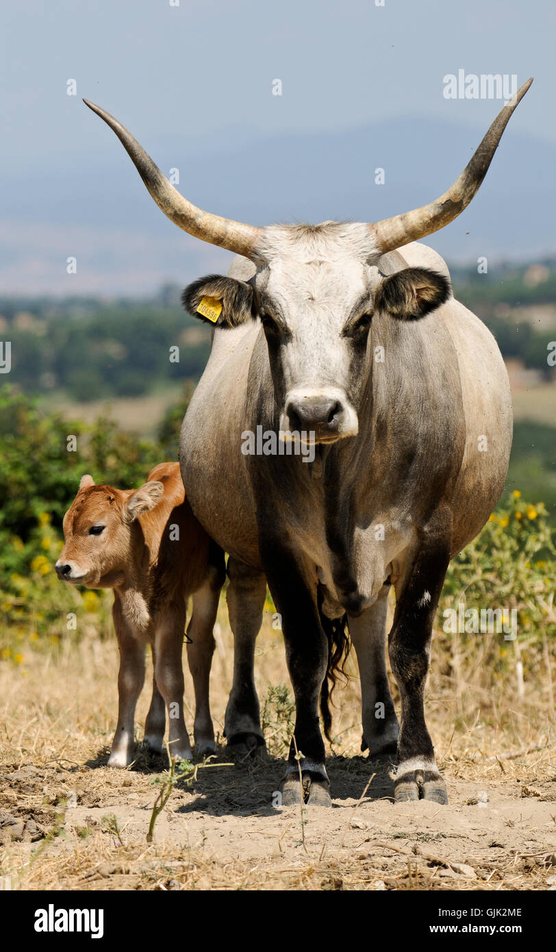 agriculture farming horn Stock Photo Alamy