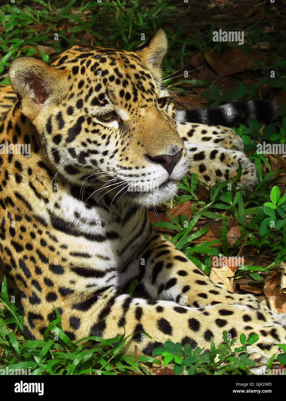 jaguar Stock Photo
