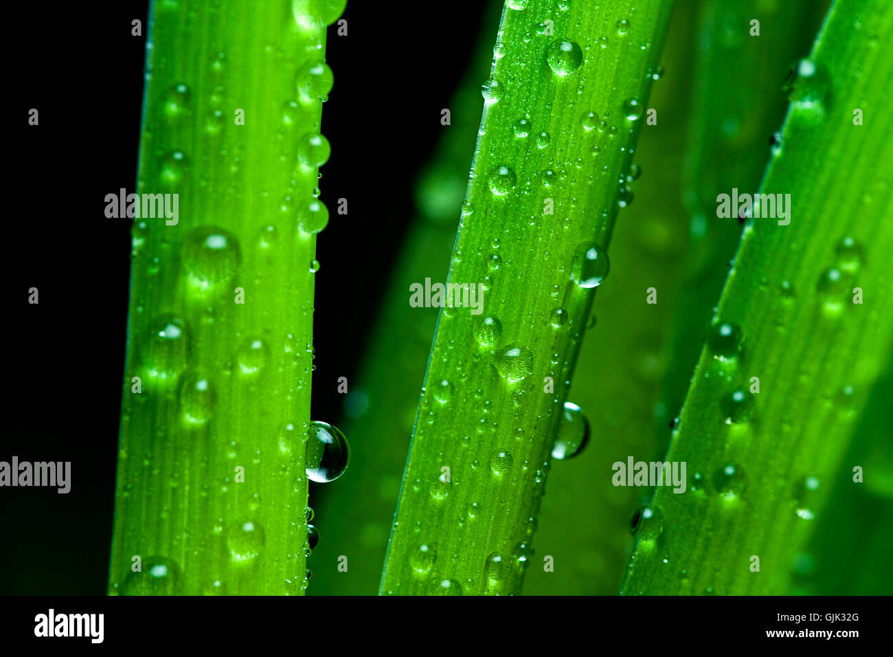 Raining rain drops humidity hi-res stock photography and images - Alamy