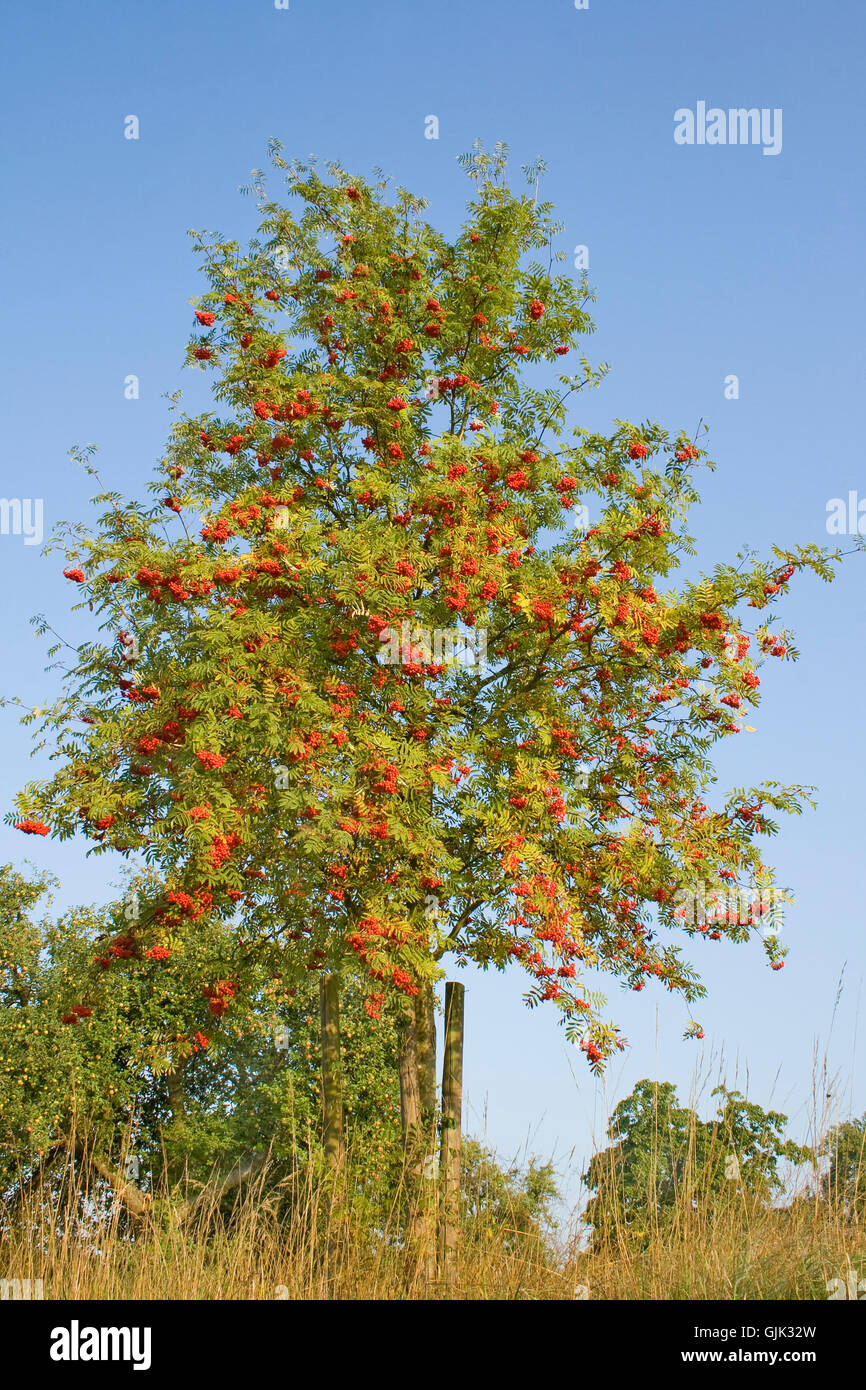 deciduous tree rowan berry rowan Stock Photo