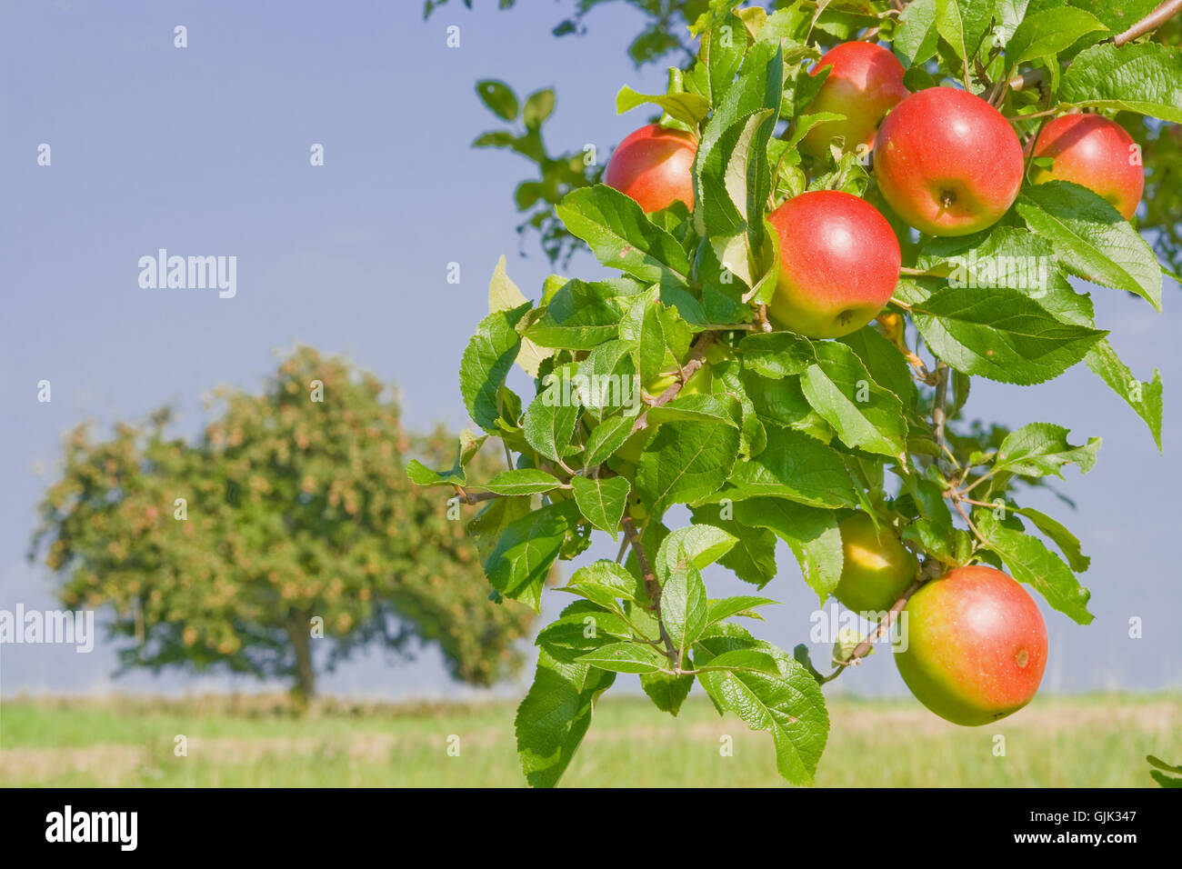 vitamins vitamines apple tree Stock Photo