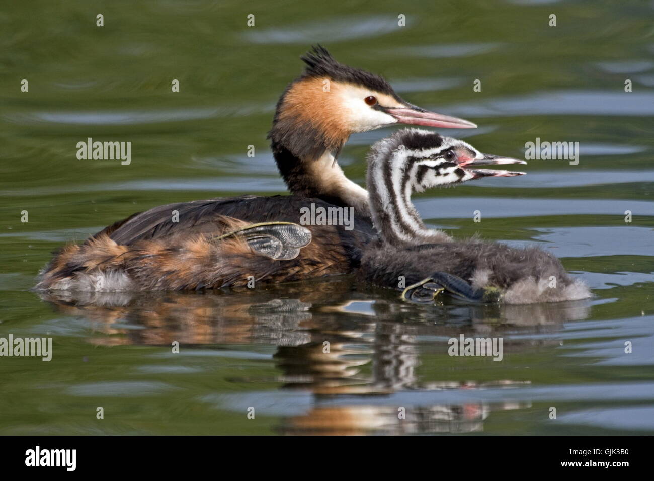 loon waterfowls protect Stock Photo