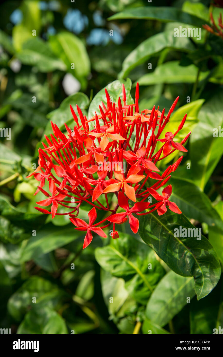 Red Ixora Coccinea flower. Stock Photo