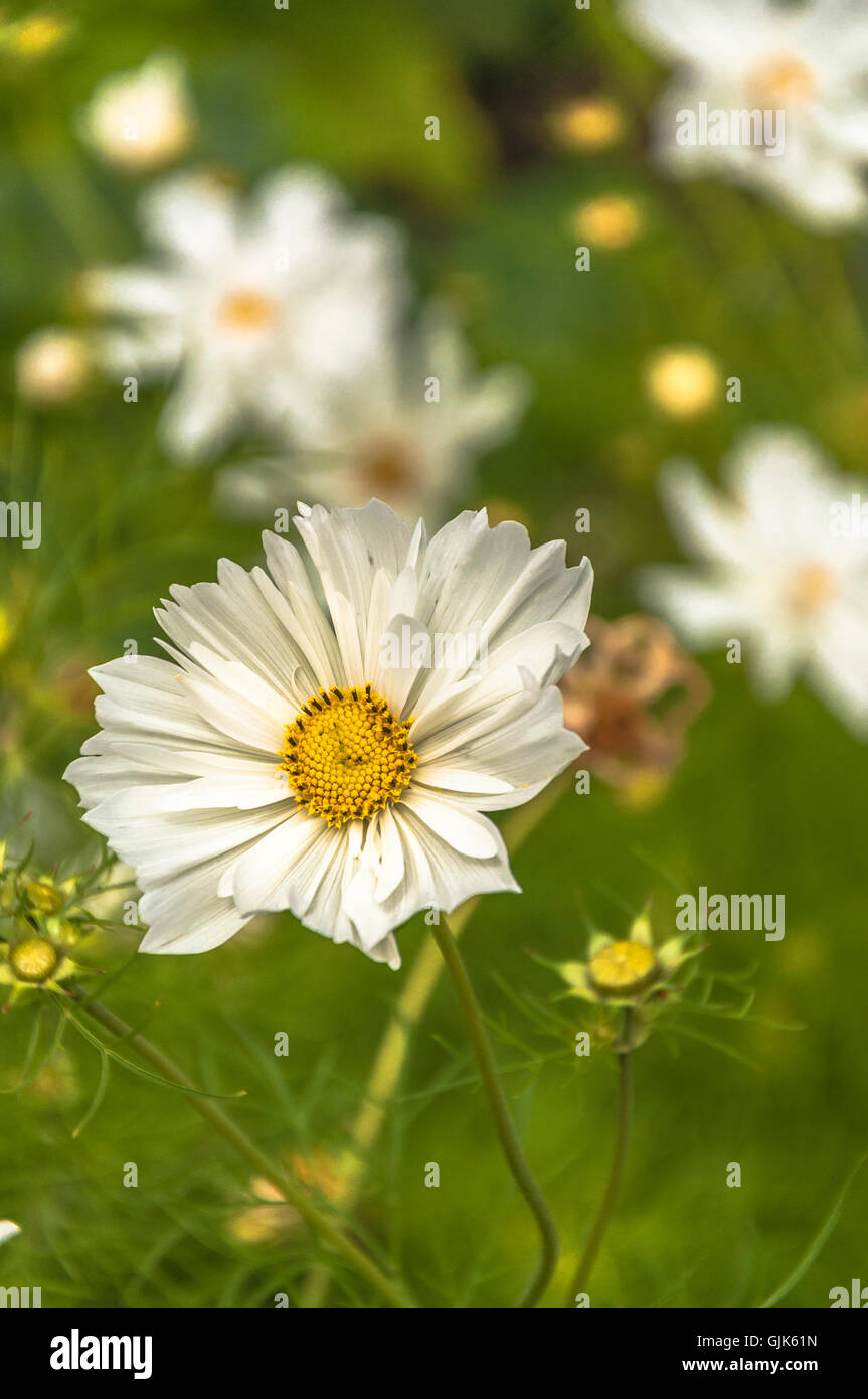 White flower with yellow centre Stock Photo