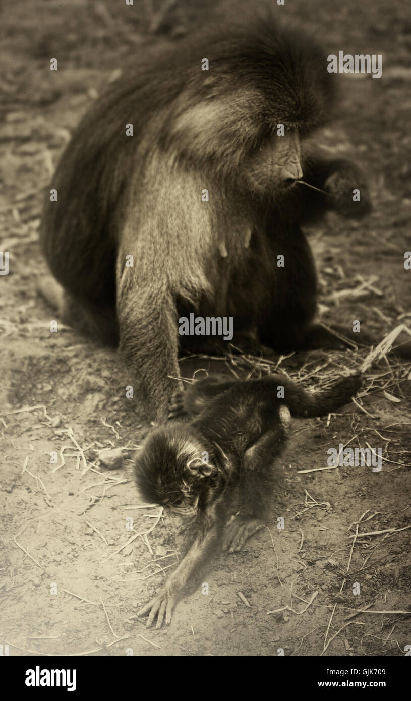 two monkeys mother and child Stock Photo
