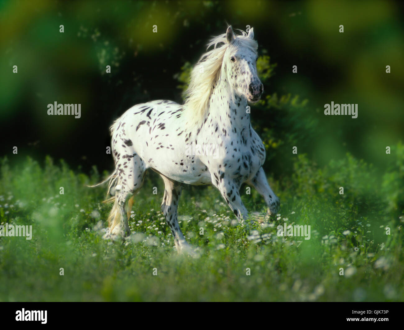 Appaloosa hi-res stock photography and images - Alamy