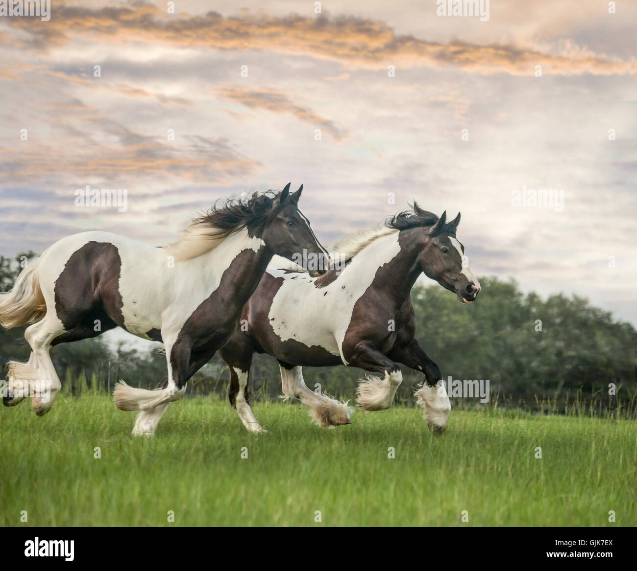 Gypsy Vanner Horse filly and mare running across tall grass field with ...