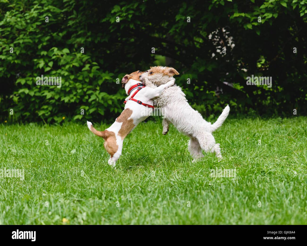 Two dogs talking while playing and dancing at park Stock Photo
