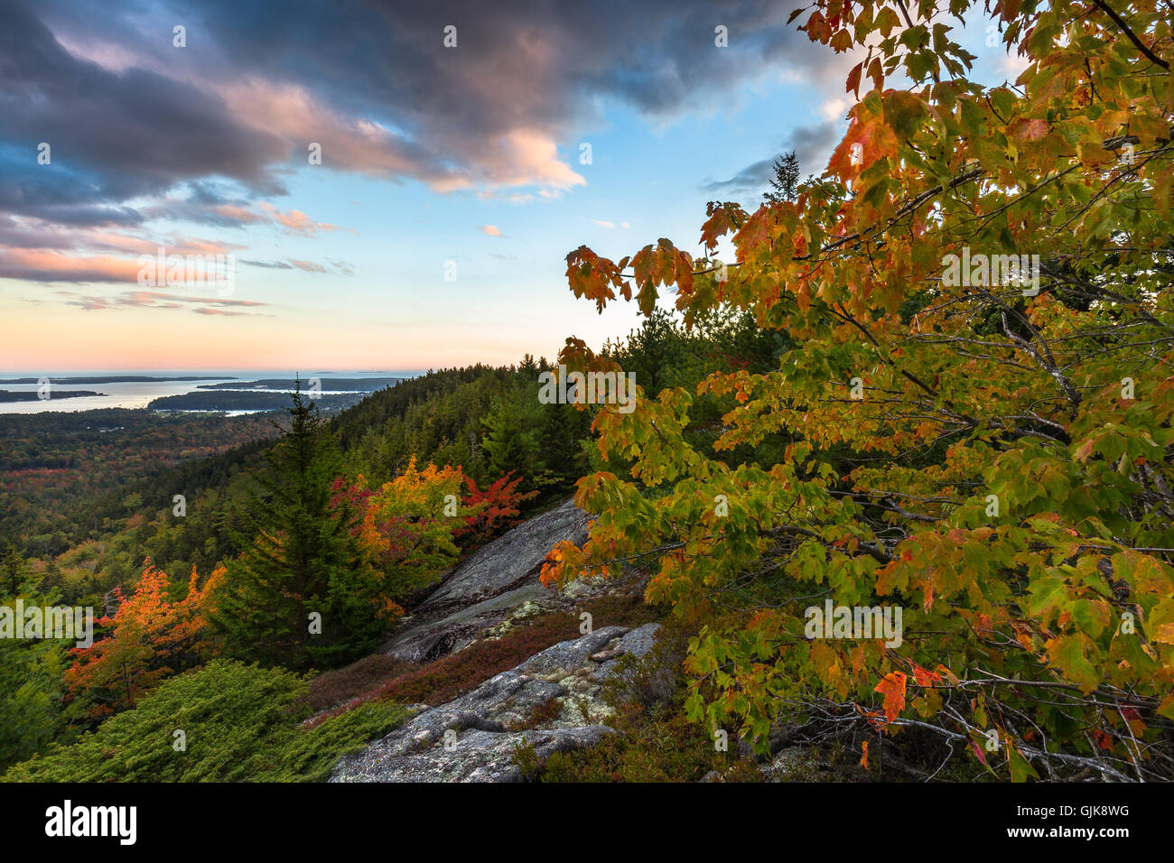 Leaves changing color in early fall in Acadia National Park, Mount Desert Island, Maine. Stock Photo