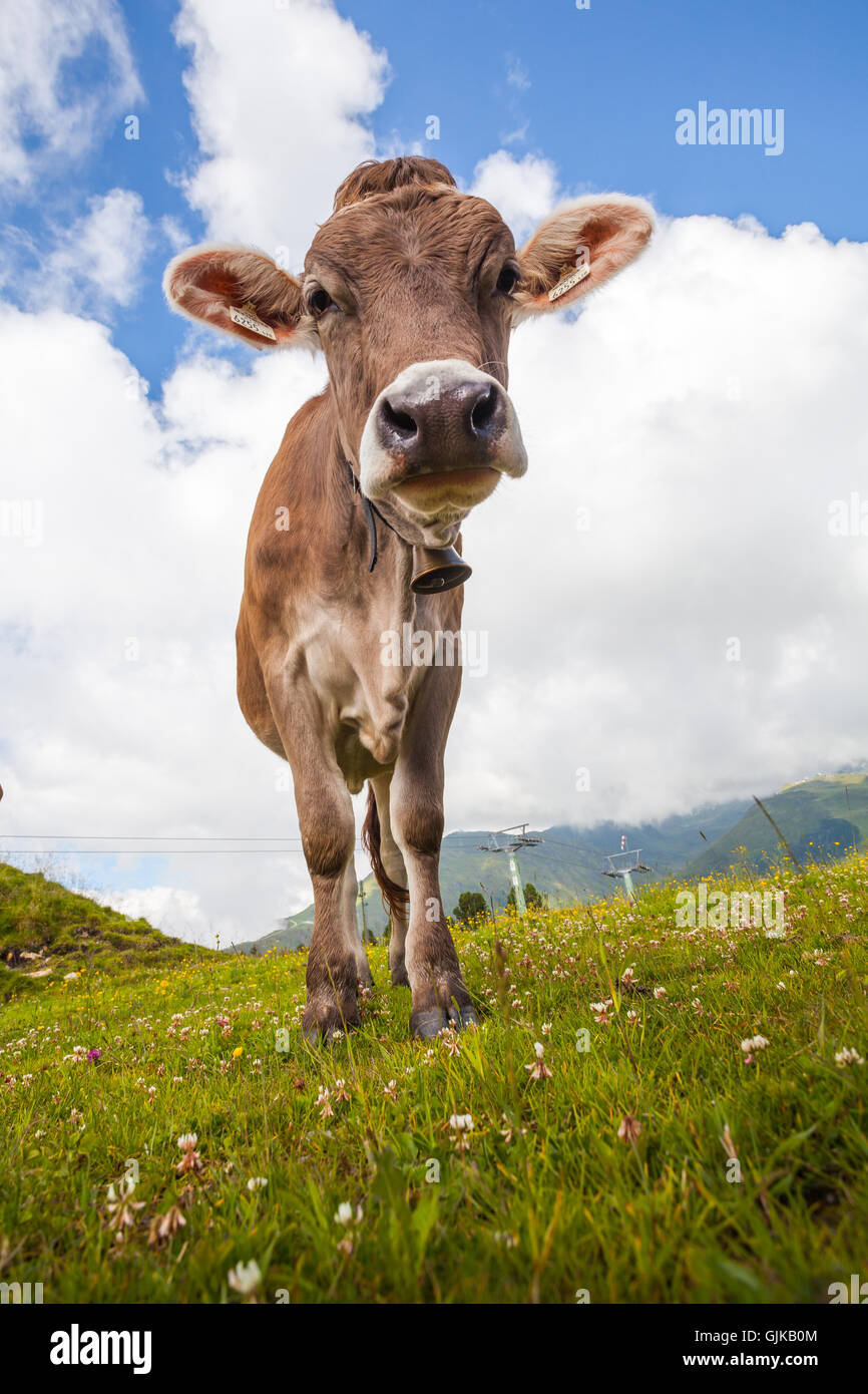 Cows portrait looking at camera on a meadow in Alps Stock Photo - Alamy