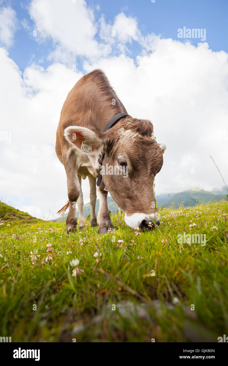 Cows grazing on a meadow in Alps Stock Photo - Alamy