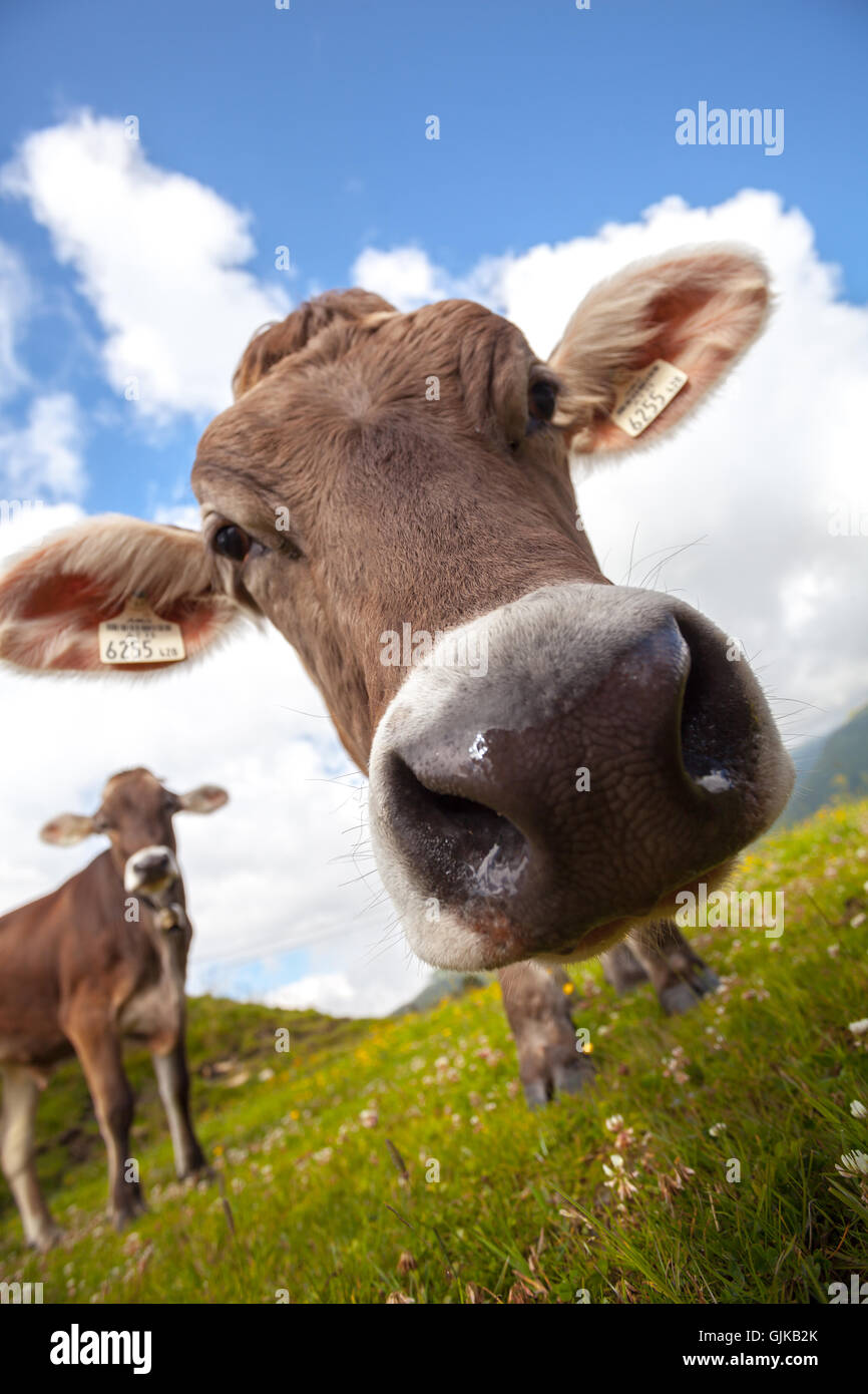 Cows looking at camera on a meadow in Alps Stock Photo - Alamy