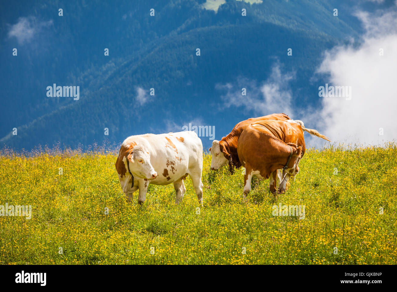 Cows grazing on a meadow in Alps Stock Photo - Alamy