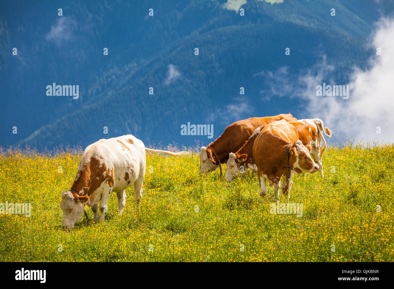 Cows grazing on a meadow in Alps Stock Photo - Alamy