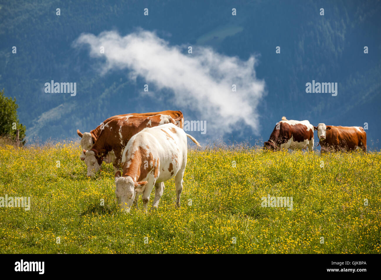 Cows grazing on a meadow in Alps Stock Photo - Alamy