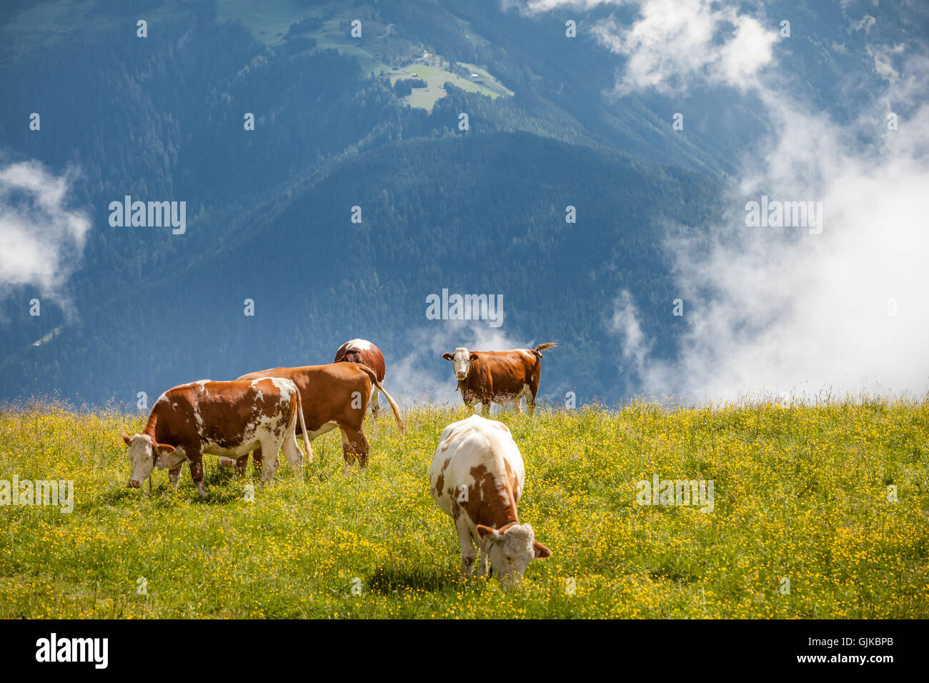 Cows grazing on a meadow in Alps Stock Photo - Alamy