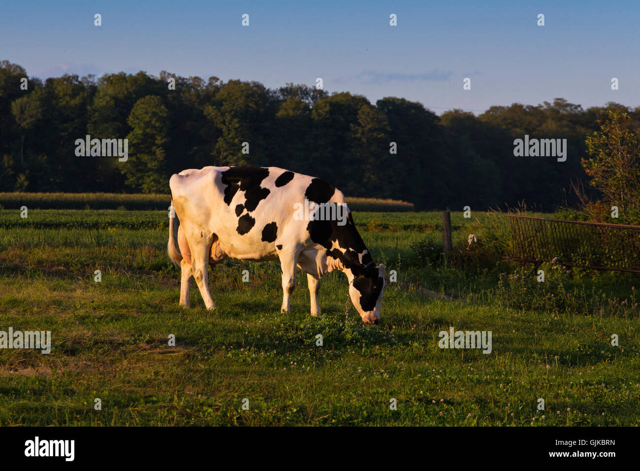 Holstein Friesians (often shortened as Friesians in Europe, and Holsteins in North A cow grazing on the field close to the farm. Stock Photo