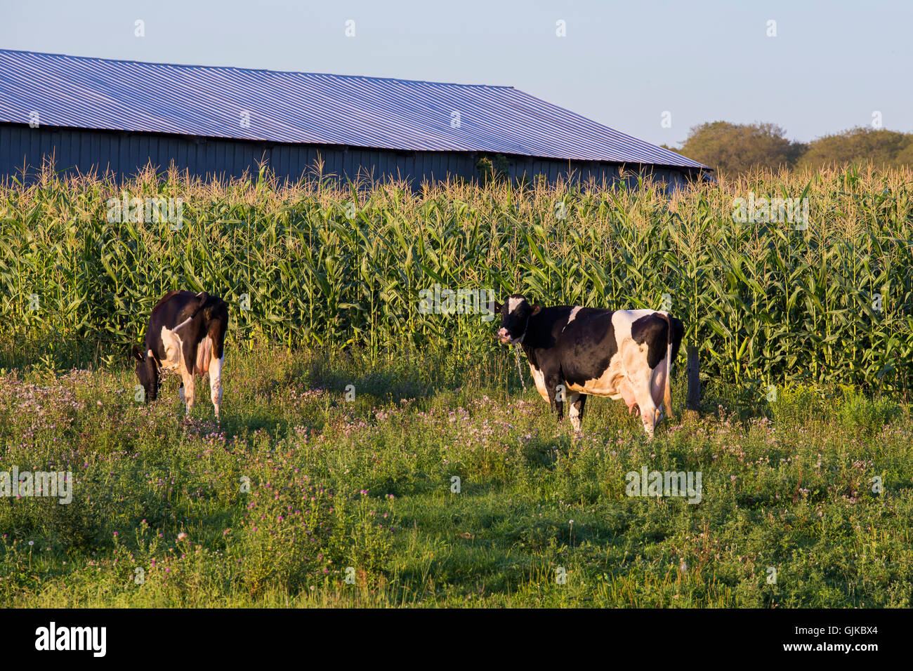 Holstein Friesians (often shortened as Friesians in Europe, and Holsteins in North A cow grazing on the field close to the farm. Stock Photo