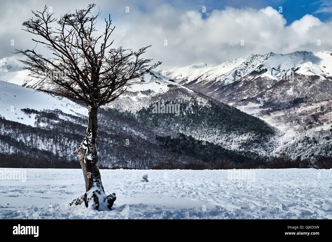 A snowy dry tree against a beautiful background of mountains the top of the Bayo Hill in Villa la Angostura, Neuquen, Argentina. Stock Photo