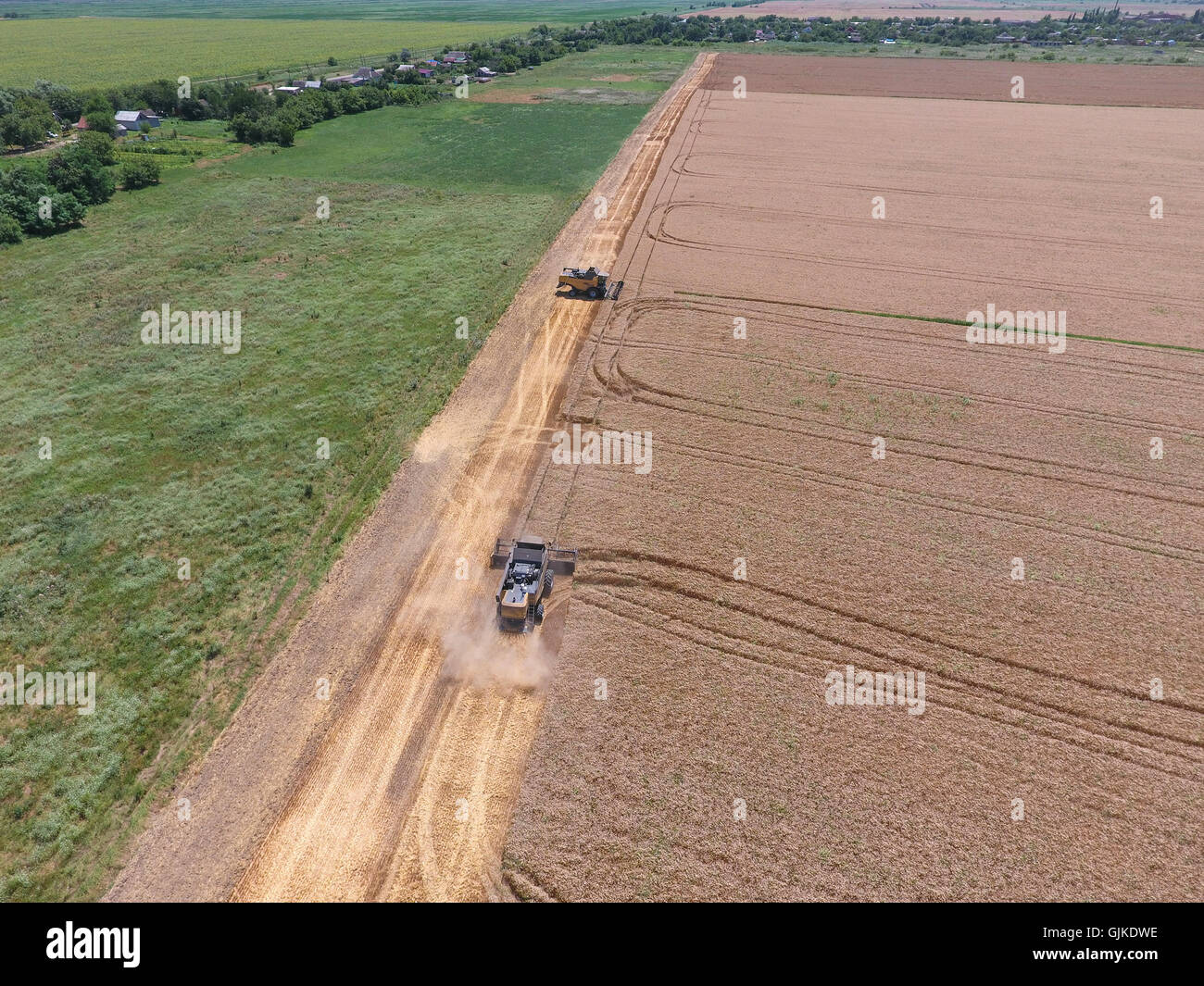 Harvesting wheat harvester. Agricultural machinery in operation. Stock Photo