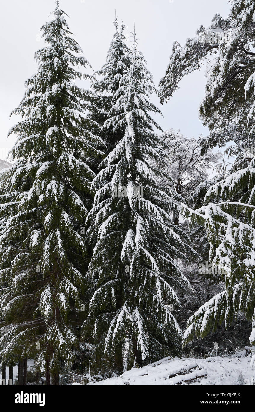 Some snowy pine trees in the Bayo Hill in Villa la Angostura, Neuquen, Argentina. Stock Photo
