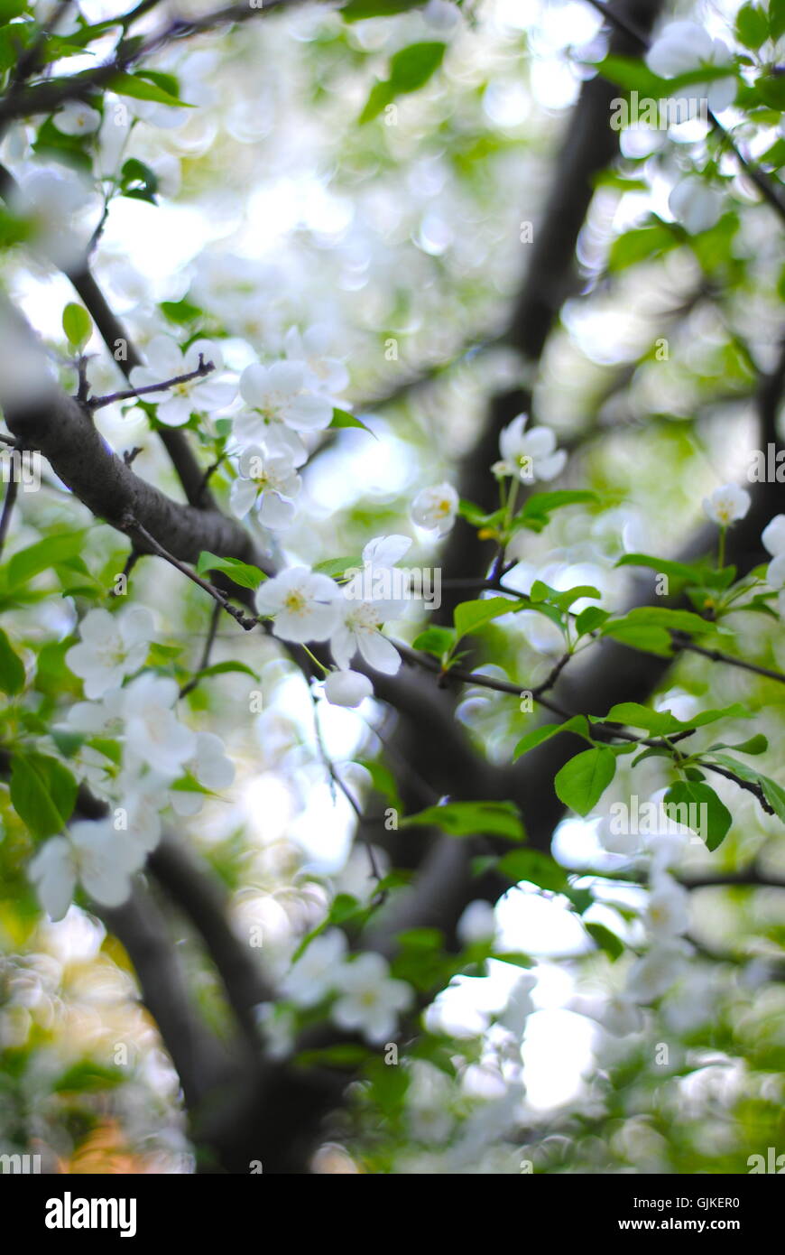 Tree in bloom Stock Photo - Alamy