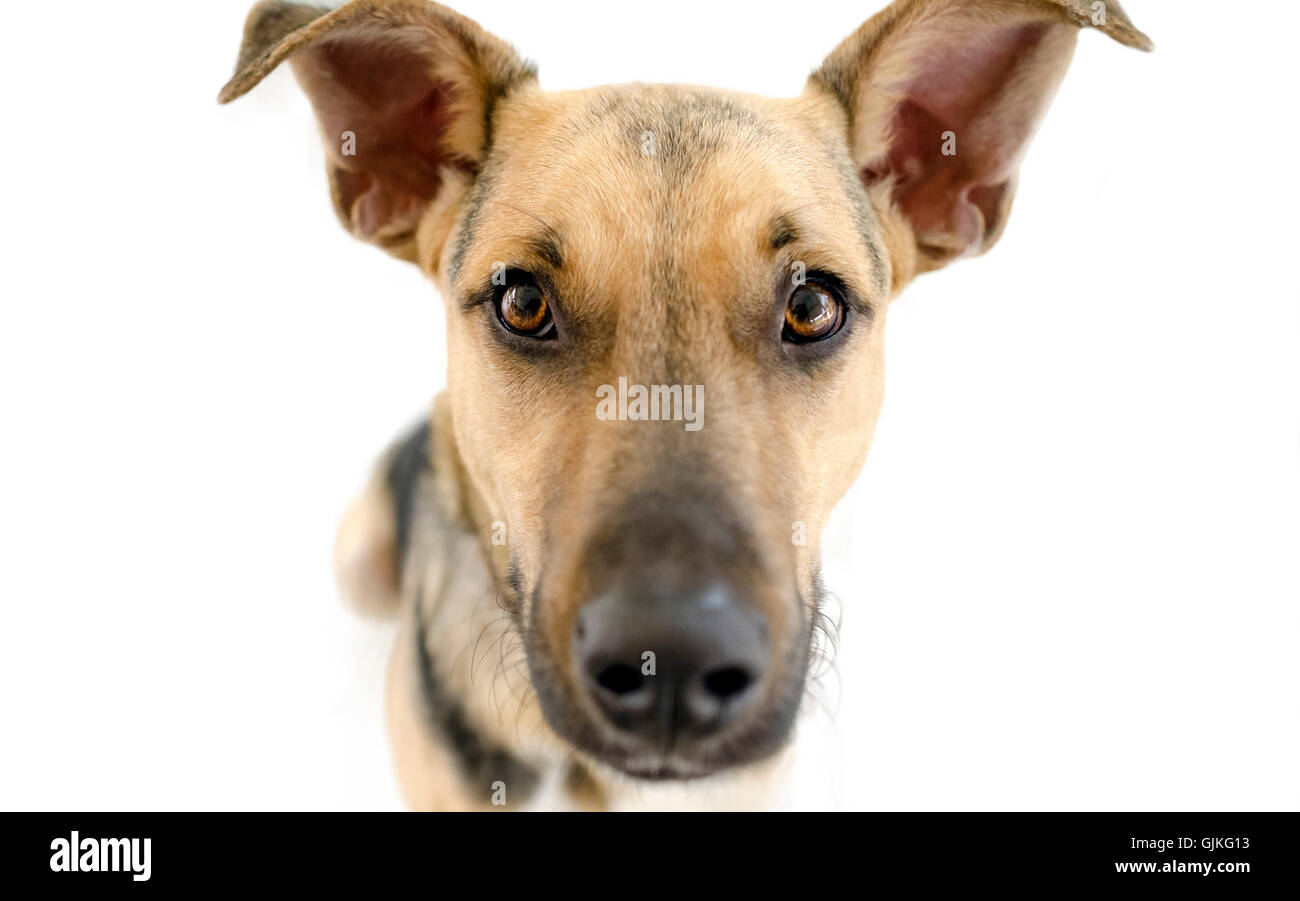 Curious dog isolated on white is a German Shepherd looking at you with ...