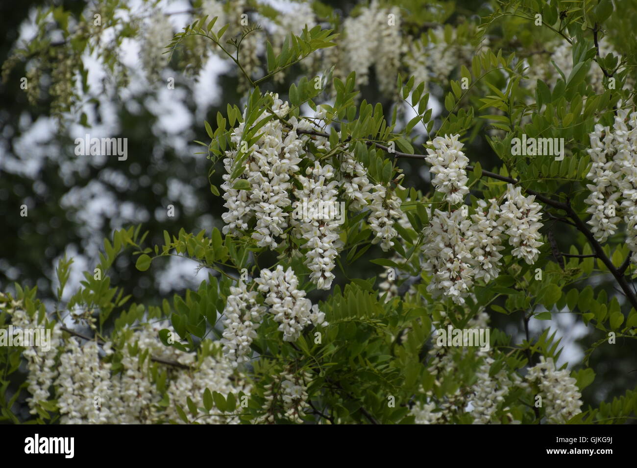 Flowering acacia white grapes. White flowers of prickly acacia, pollinated by bees. Stock Photo
