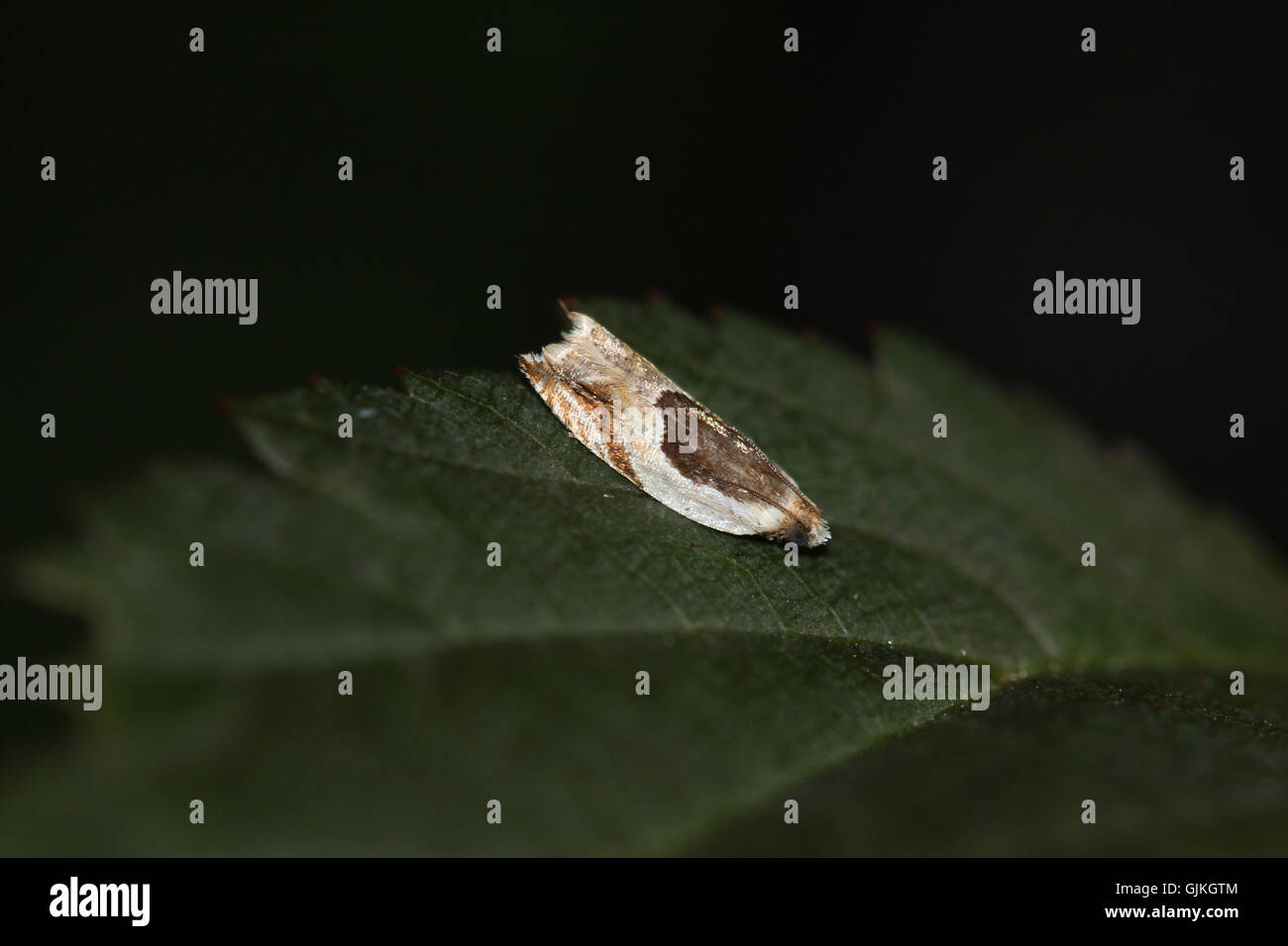 An Oak Leaffolder moth (Ancylis burgessiana) resting on a ninebark leaf (Physocarpus opulifolius), Indiana, United States Stock Photo
