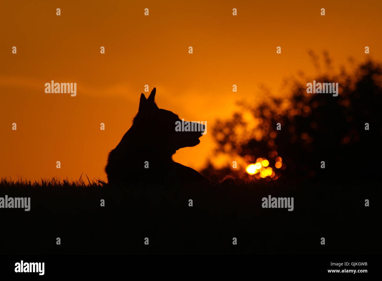 The silhouette of a dog (corgi mix) howling in front of a sunset Stock Photo