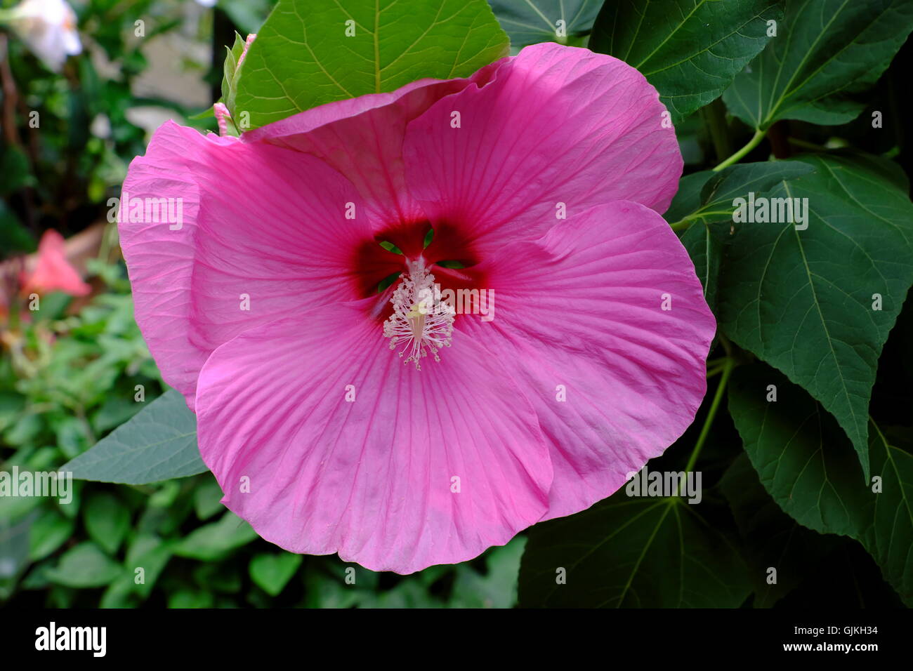 Malvaceae hibiscus mutabilis. Close up of pink hibiscus mutabilis also known as cotton rose or confederate rose Stock Photo