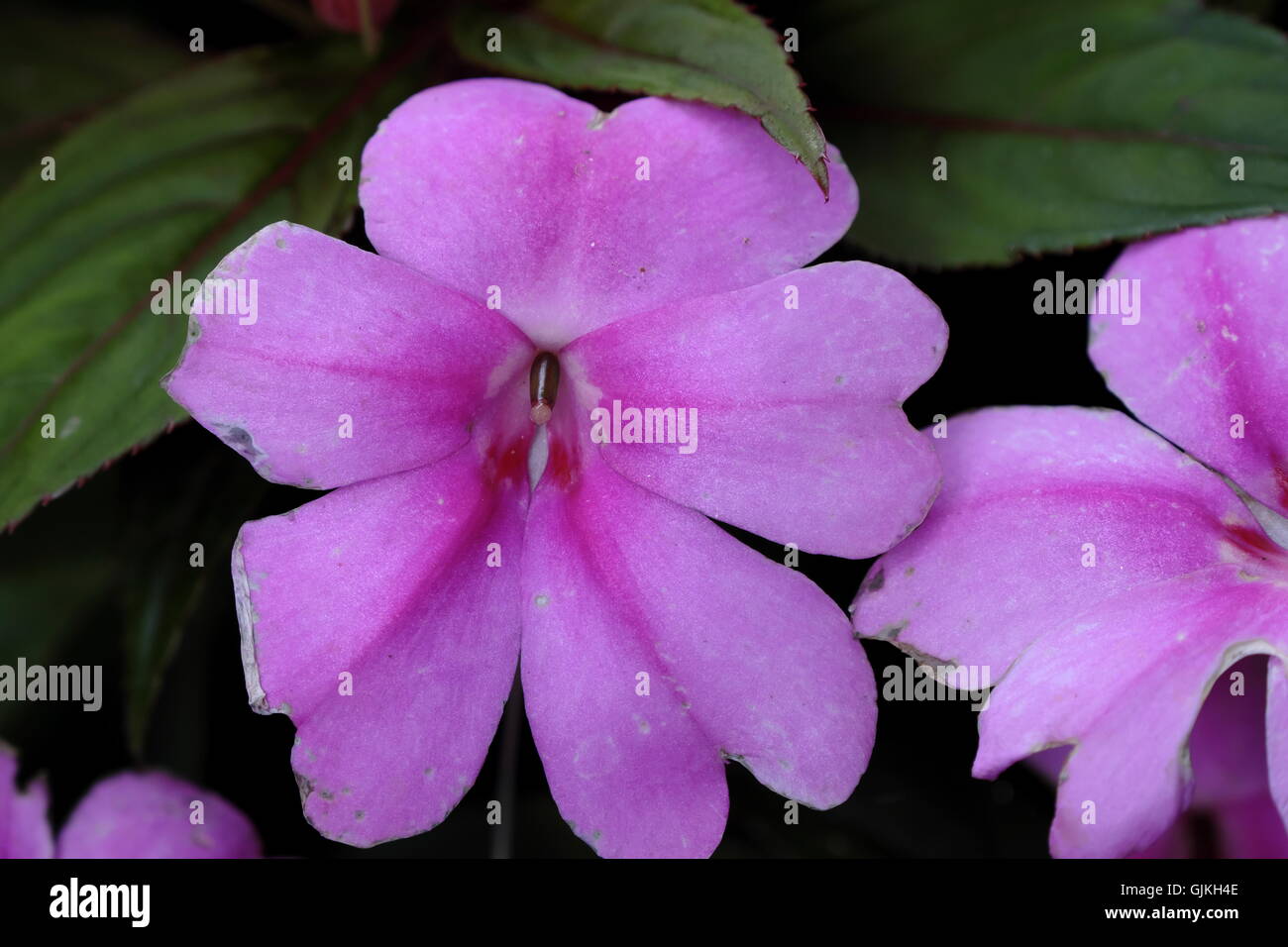 Pink balsamine or busy lizzie. Balsaminaceae, Impatiens Stock Photo