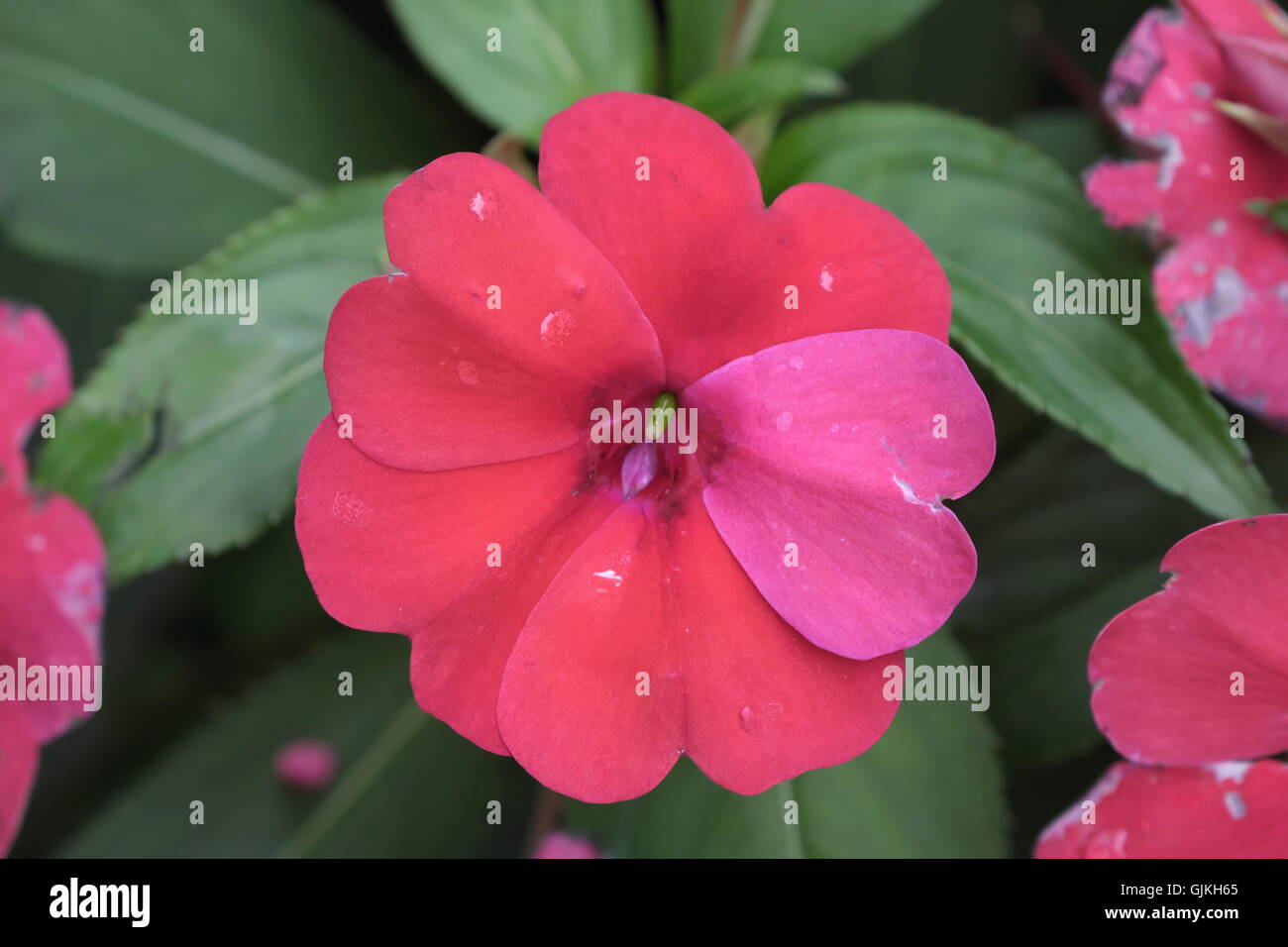 Red busy lizzie or balsamine isolated. Balsaminaceae, Impatiens Stock Photo