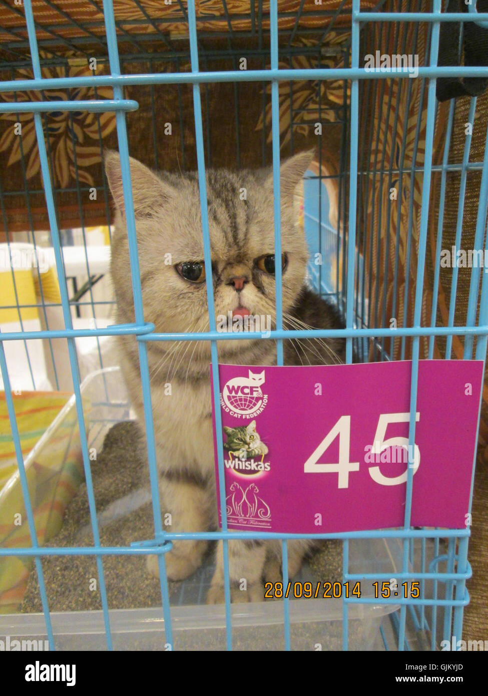 This image features an Exotic Ultra Face Persian cat at the 2014 Mumbai Cat Show. The breed is known for its distinctive round face and luxurious coat, making it a popular choice at cat shows. Stock Photo