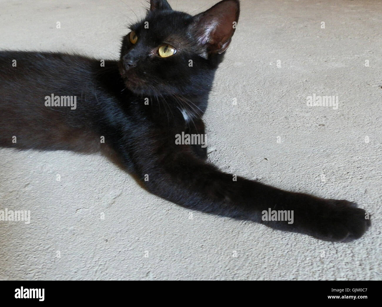 Gatica hi-res stock photography and images - Alamy