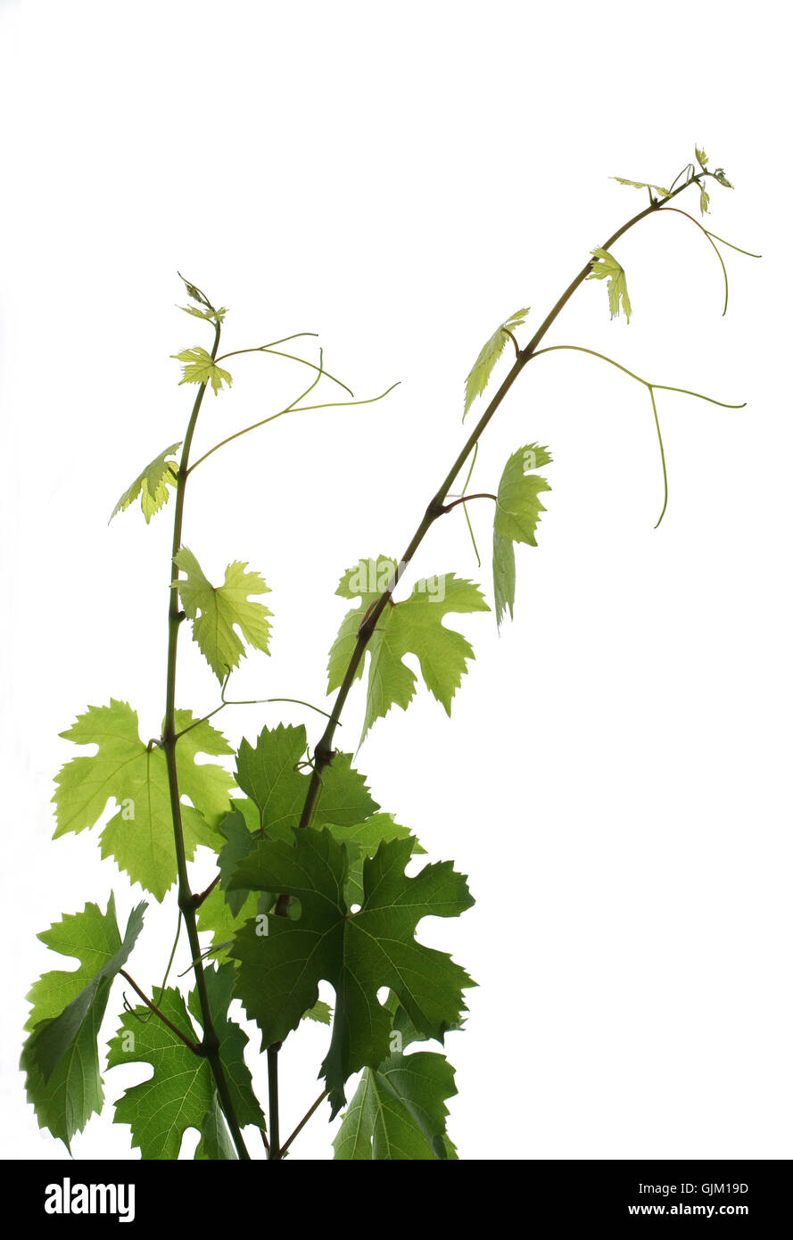 optional green vine leaves Stock Photo