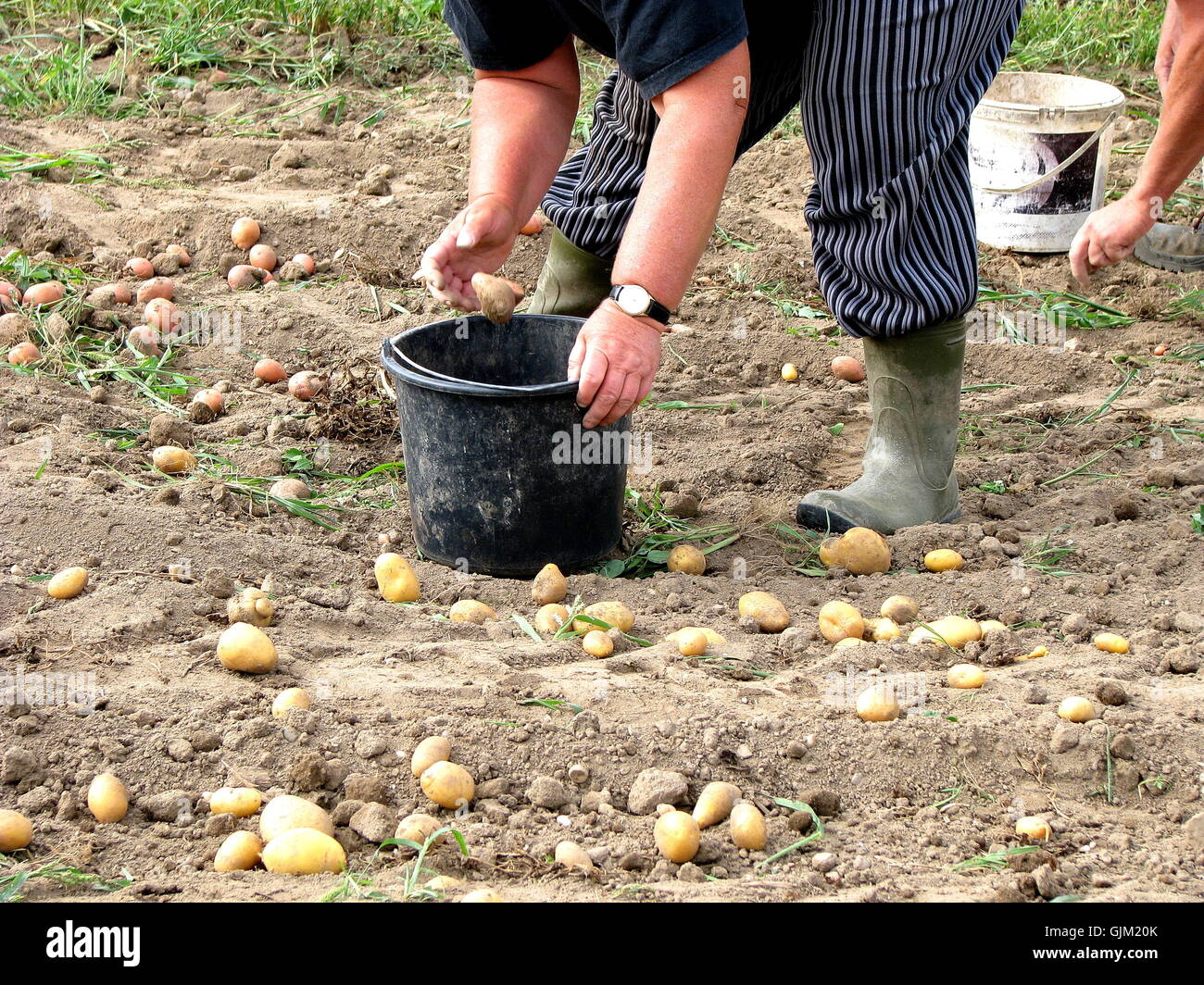 Kartoffelernte hi-res stock photography and images - Alamy