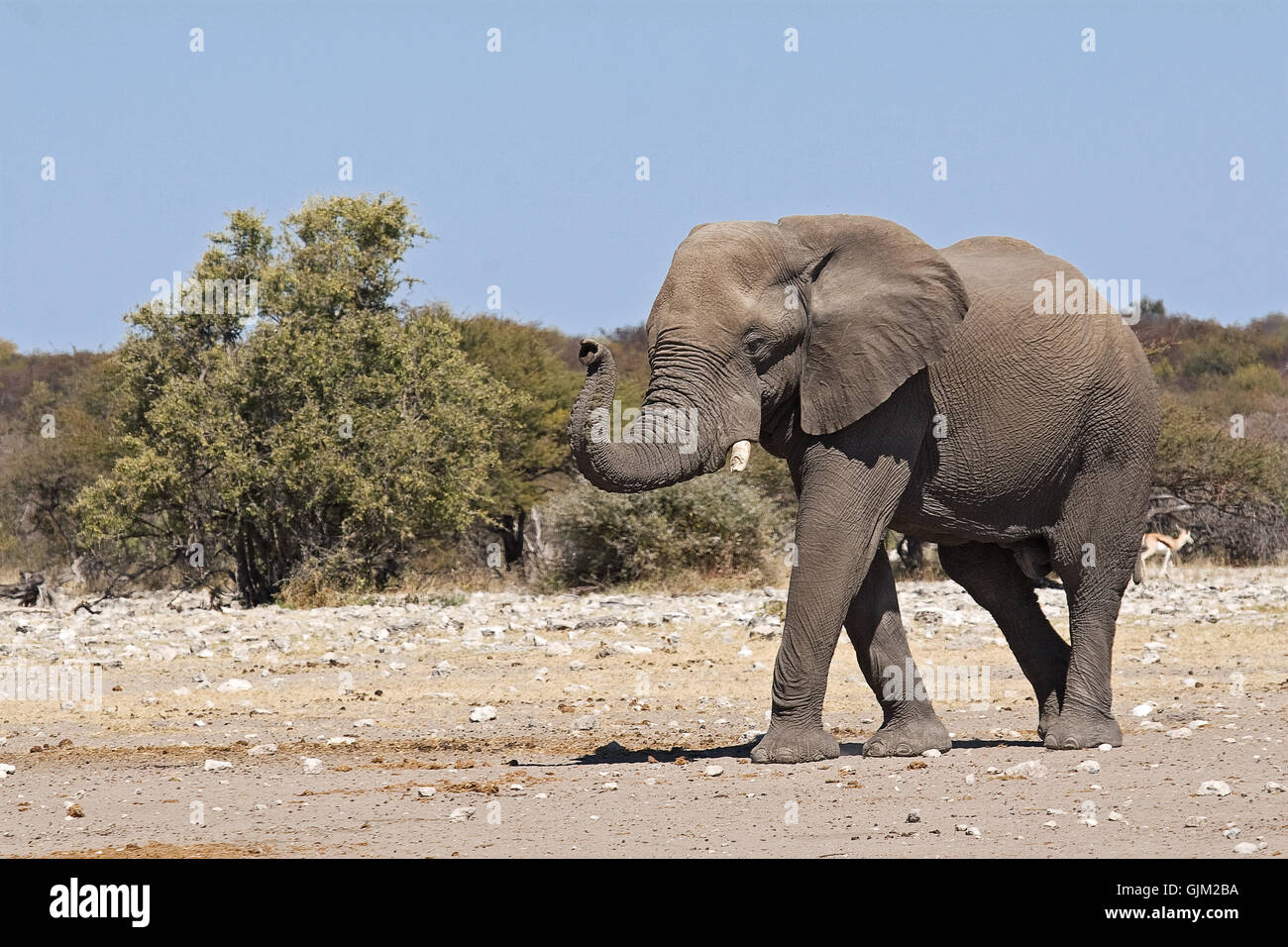 animal africa elephant Stock Photo