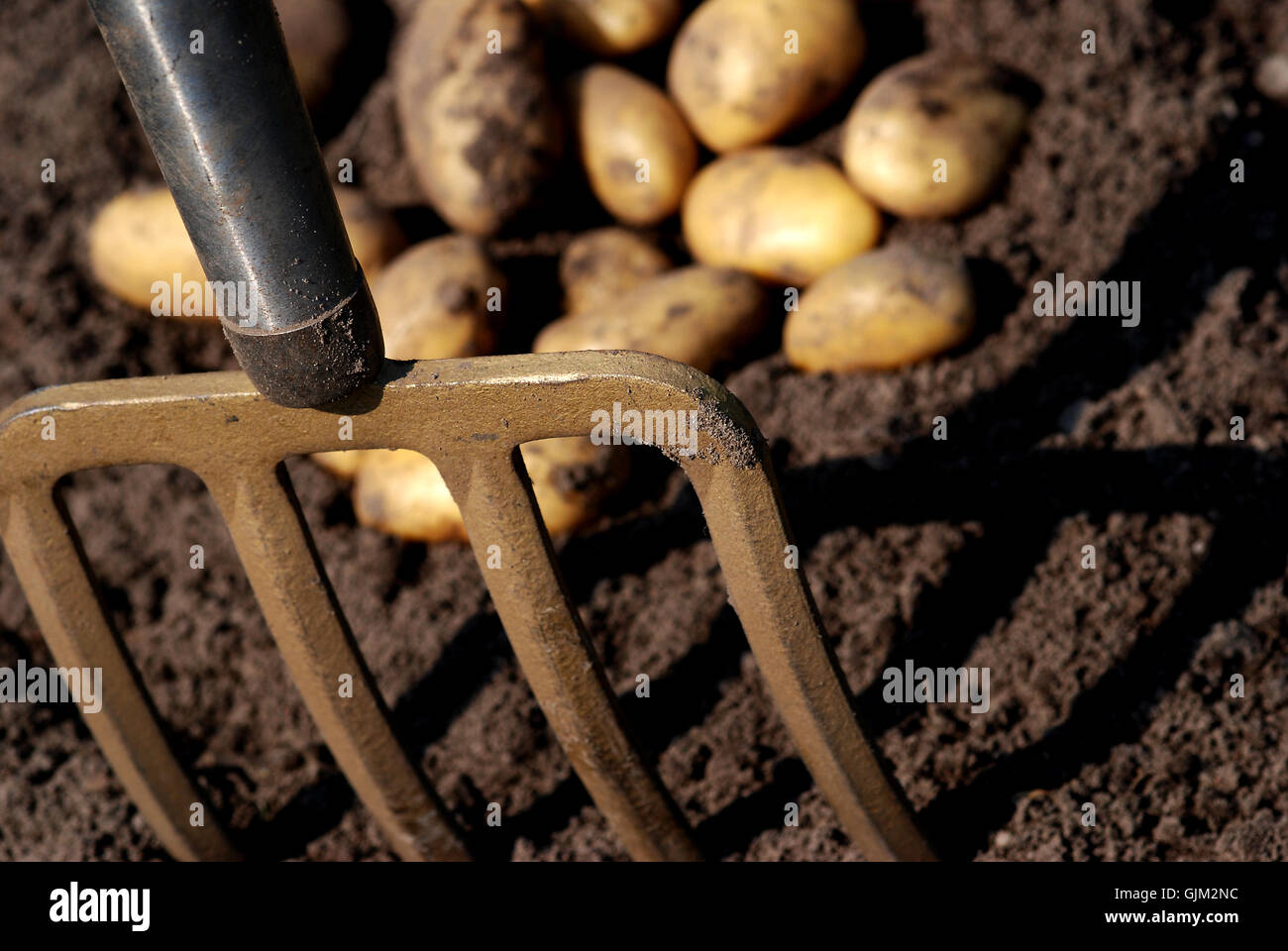 harvest festival potato harvest potatoes Stock Photo