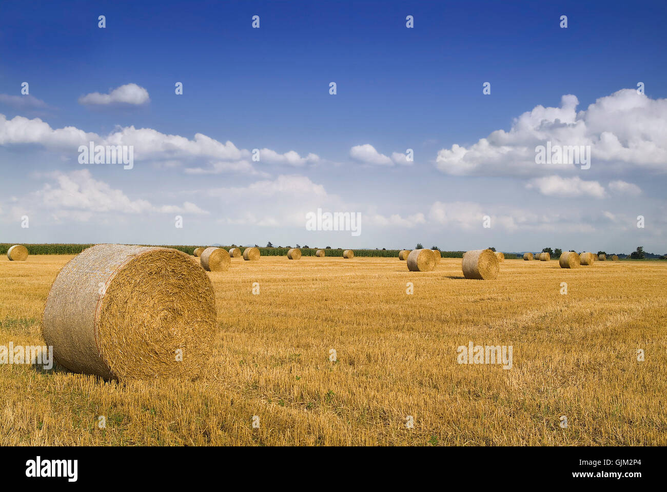 field fields straw ball Stock Photo - Alamy