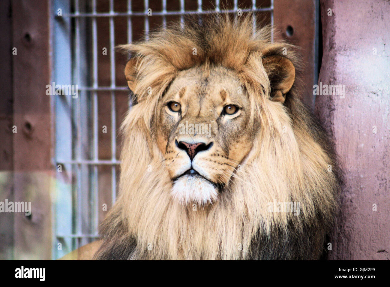 lion cat big cat Stock Photo