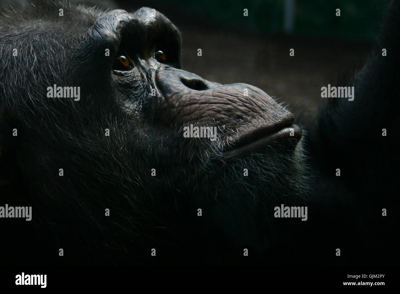 animal face monkey Stock Photo